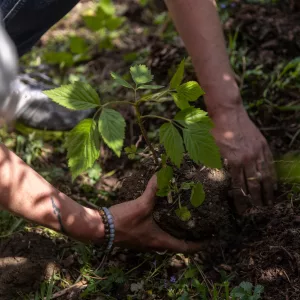 les bénéfices des jardins potagers pirates