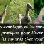“canards coureurs indiens”, “jardin”, “écologique”, “pratique”, “alimentation”, “abri”, “parcours”