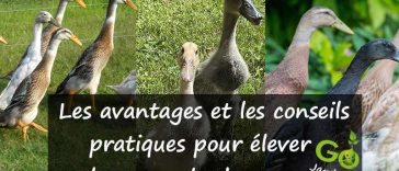 “canards coureurs indiens”, “jardin”, “écologique”, “pratique”, “alimentation”, “abri”, “parcours”