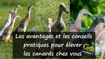 “canards coureurs indiens”, “jardin”, “écologique”, “pratique”, “alimentation”, “abri”, “parcours”