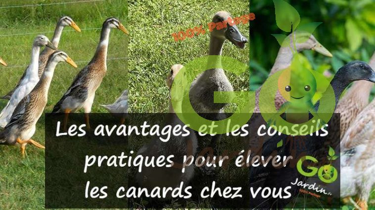 “canards coureurs indiens”, “jardin”, “écologique”, “pratique”, “alimentation”, “abri”, “parcours”