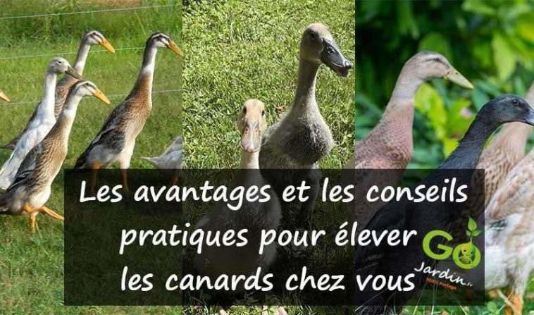 “canards coureurs indiens”, “jardin”, “écologique”, “pratique”, “alimentation”, “abri”, “parcours”