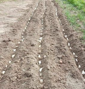 Caïeu d’ail planté dans une terre humide au potager, pointe vers le haut