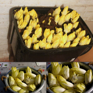 Comment cultiver des endives chez soi ?