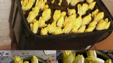 cultiver des endives