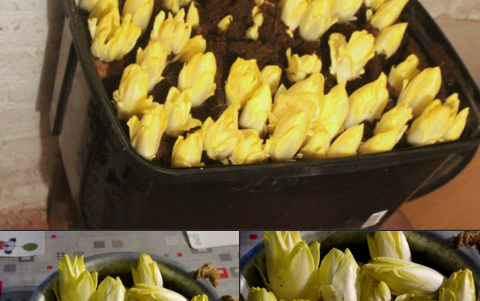 cultiver des endives