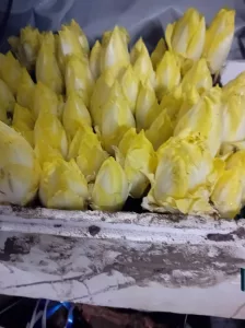 endives à la cave dans le noir 20 jours