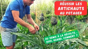 Comment cultiver des artichauts facilement et rapidement : le guide complet