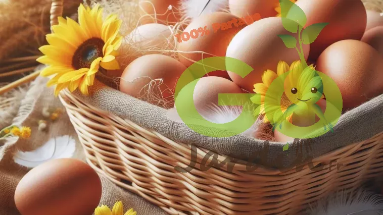 Comment ramasser, nettoyer et conserver les œufs de poule frais