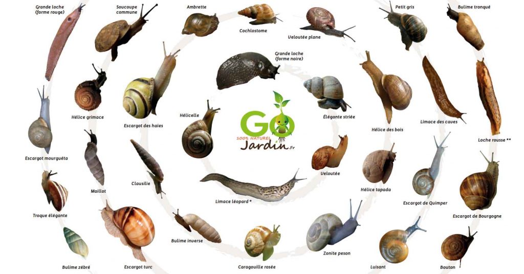 11 méthodes naturelles et efficaces pour repousser ou lutter contre les limaces et les escargots