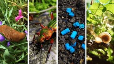 éloigner les escargots et les limaces naturellement