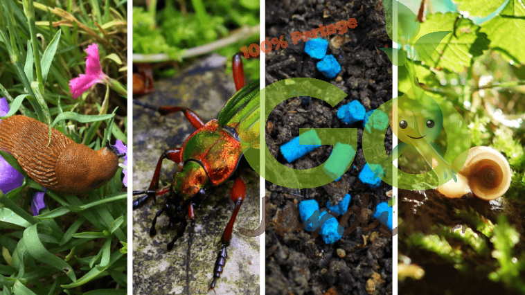 éloigner les escargots et les limaces naturellement