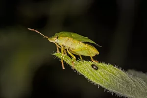 punaise verte