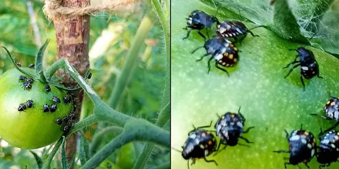 punaises juvéniles qui sucent le jus de la tomate et qui deviendront vertes adultes