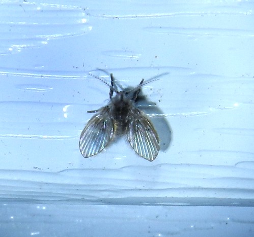 Photo 3 : mouche papillon posée sur un carrelage