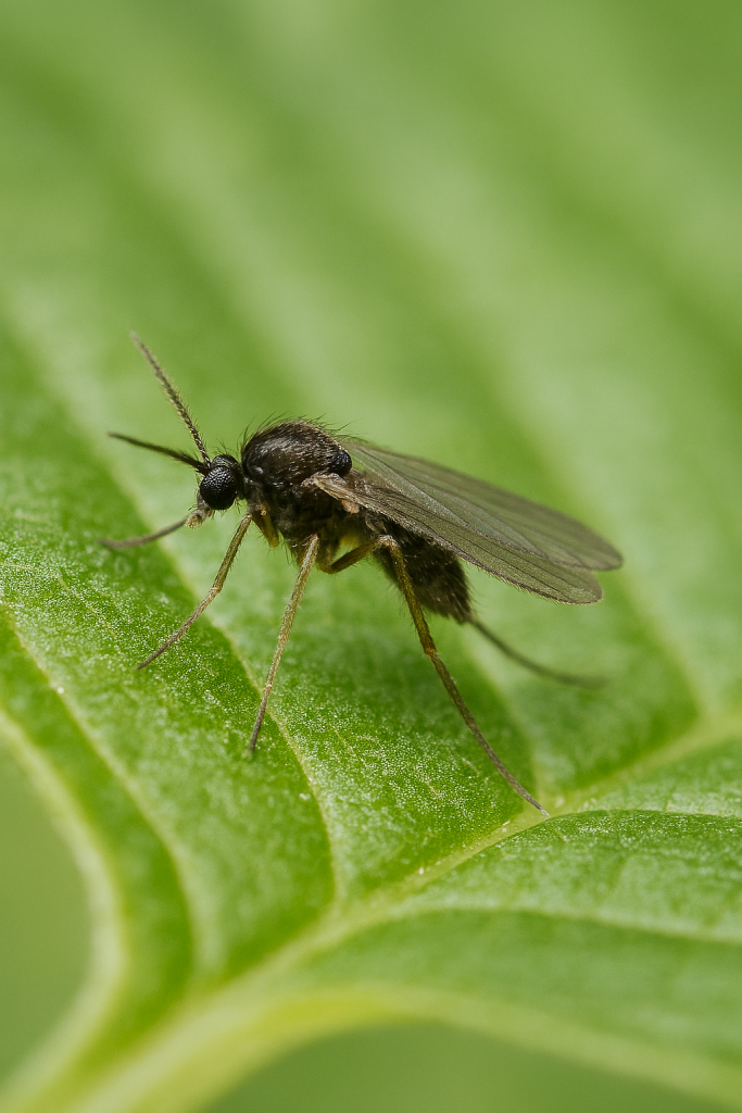 Plan rapproché d’un moucheron de terreau sur feuille verte