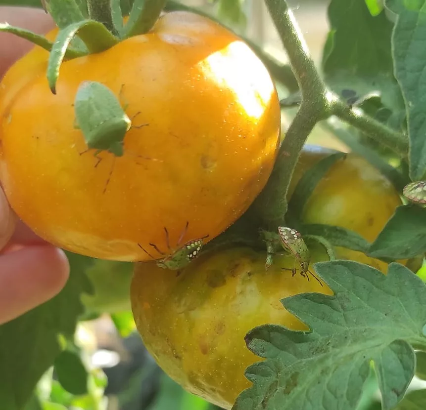 Tomate mûre attaquée par plusieurs punaises vertes au potager, montrant les dégâts et illustrant les méthodes naturelles pour les éliminer