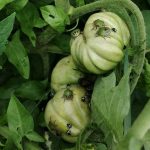 Punaises vertes sur les tomates