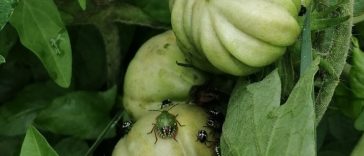 Punaises vertes sur les tomates