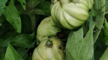 Punaises vertes sur les tomates
