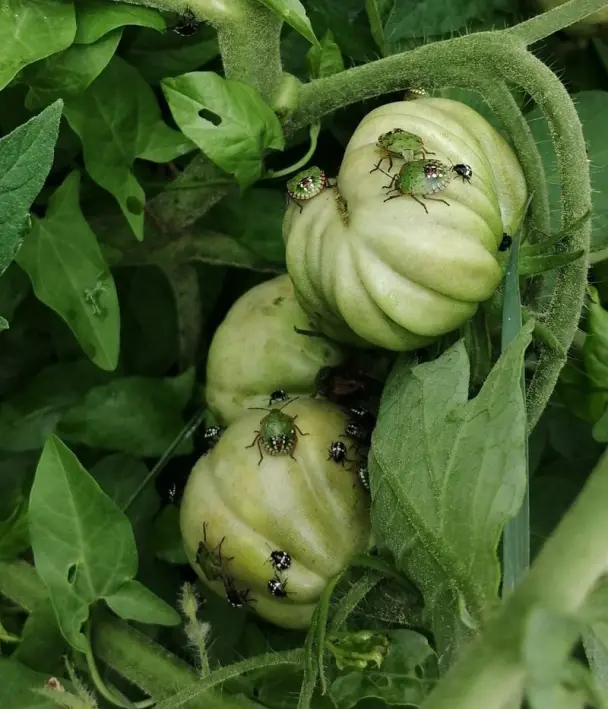 🐞 Punaises vertes sur les tomates traitements rapides et naturels — free download
