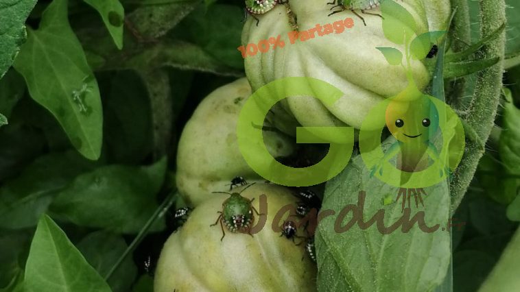 Punaises vertes sur les tomates