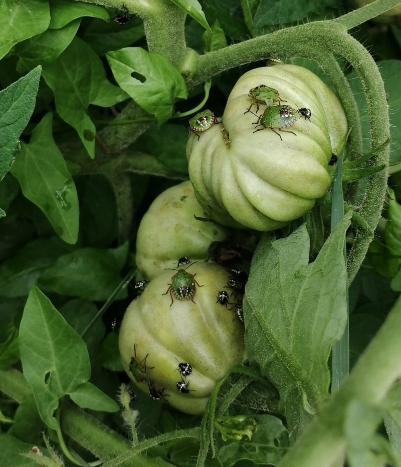 Punaises vertes sur les tomates
