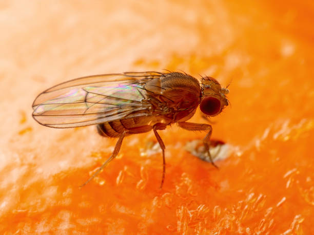 Photo 1 : petit diptère près d’un fruit