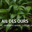 Ail des ours cultivé au jardin, feuilles vertes et fleurs blanches fraîches, en coin ombragé, avec texte “Quand, comment semer, cultiver, récolter” – guide pratique GoJardin