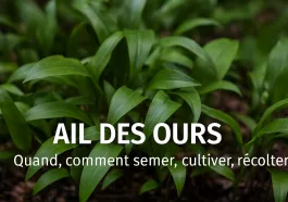 Ail des ours cultivé au jardin, feuilles vertes et fleurs blanches fraîches, en coin ombragé, avec texte “Quand, comment semer, cultiver, récolter” – guide pratique GoJardin