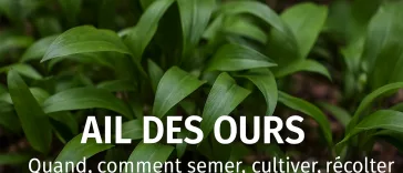 Ail des ours cultivé au jardin, feuilles vertes et fleurs blanches fraîches, en coin ombragé, avec texte “Quand, comment semer, cultiver, récolter” – guide pratique GoJardin