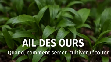 Ail des ours cultivé au jardin, feuilles vertes et fleurs blanches fraîches, en coin ombragé, avec texte “Quand, comment semer, cultiver, récolter” – guide pratique GoJardin