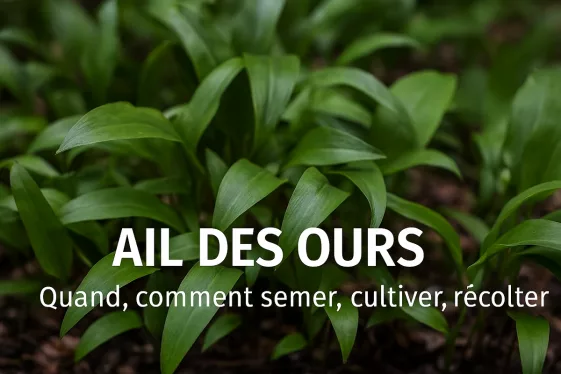 Ail des ours cultivé au jardin, feuilles vertes et fleurs blanches fraîches, en coin ombragé, avec texte “Quand, comment semer, cultiver, récolter” – guide pratique GoJardin