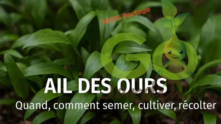Ail des ours cultivé au jardin, feuilles vertes et fleurs blanches fraîches, en coin ombragé, avec texte “Quand, comment semer, cultiver, récolter” – guide pratique GoJardin
