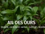 Ail des ours cultivé au jardin, feuilles vertes et fleurs blanches fraîches, en coin ombragé, avec texte “Quand, comment semer, cultiver, récolter” – guide pratique GoJardin