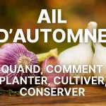 Bulbes et caïeux d’ail d’automne, variétés blanches et violettes, fraîchement récoltés et posés sur un support en bois, avec conseils pour savoir quand et comment planter, cultiver et conserver