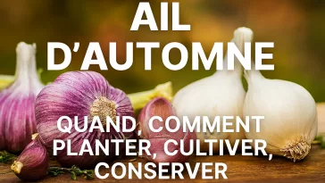 Bulbes et caïeux d’ail d’automne, variétés blanches et violettes, fraîchement récoltés et posés sur un support en bois, avec conseils pour savoir quand et comment planter, cultiver et conserver