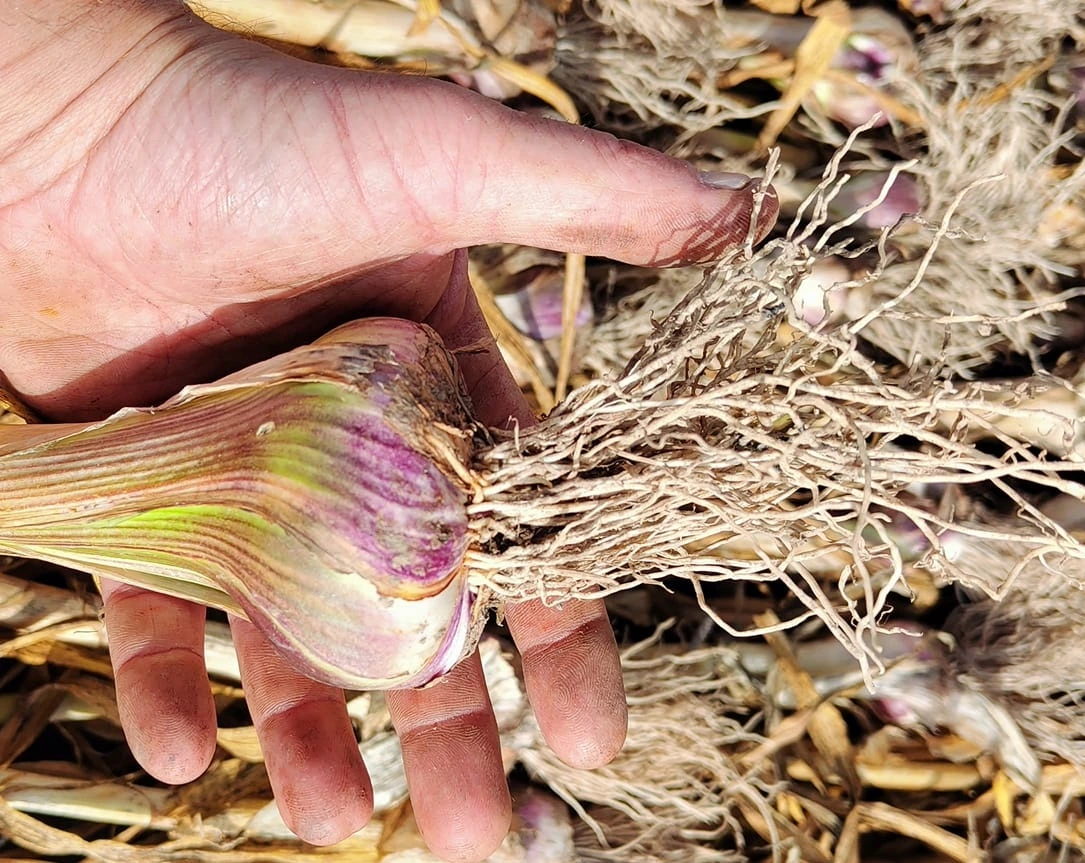 Ail d'automne parti au séchage !
Basse-Normandie, sol argilo-limoneux, aucun travail du sol
