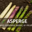 Asperges fraîches blanches, vertes et violettes, disposées sur un sol naturel, turions visibles, ambiance printanière douce, avec quand et comment semer, cultiver et récolter