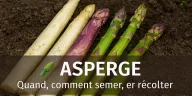 Asperges fraîches blanches, vertes et violettes, disposées sur un sol naturel, turions visibles, ambiance printanière douce, avec quand et comment semer, cultiver et récolter