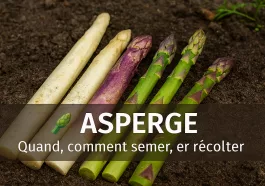 Asperges fraîches blanches, vertes et violettes, disposées sur un sol naturel, turions visibles, ambiance printanière douce, avec quand et comment semer, cultiver et récolter
