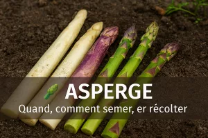 🥗 Asperges – Quand, comment semer, cultiver et récolter