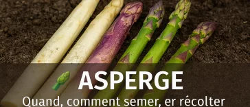 Asperges fraîches blanches, vertes et violettes, disposées sur un sol naturel, turions visibles, ambiance printanière douce, avec quand et comment semer, cultiver et récolter