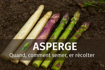 Asperges fraîches blanches, vertes et violettes, disposées sur un sol naturel, turions visibles, ambiance printanière douce, avec quand et comment semer, cultiver et récolter
