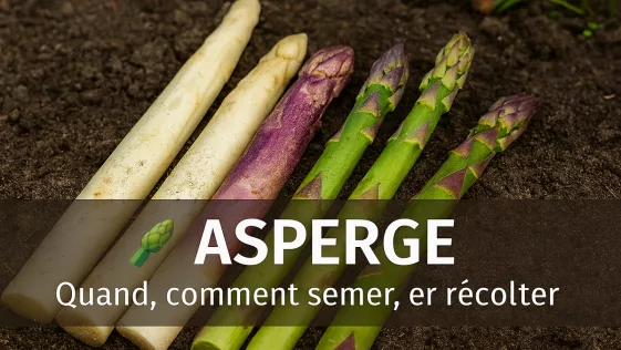 Asperges fraîches blanches, vertes et violettes, disposées sur un sol naturel, turions visibles, ambiance printanière douce, avec quand et comment semer, cultiver et récolter