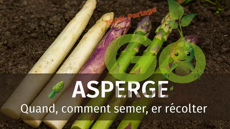 Asperges fraîches blanches, vertes et violettes, disposées sur un sol naturel, turions visibles, ambiance printanière douce, avec quand et comment semer, cultiver et récolter
