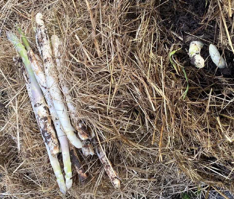 Asperges fraîches blanches et vertes au potager