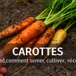 Carottes de différentes variétés fraîchement récoltées, avec fanes vertes et traces de terre, disposées sur un sol naturel, accompagnées de conseils pour savoir quand et comment semer, cultiver et récolter