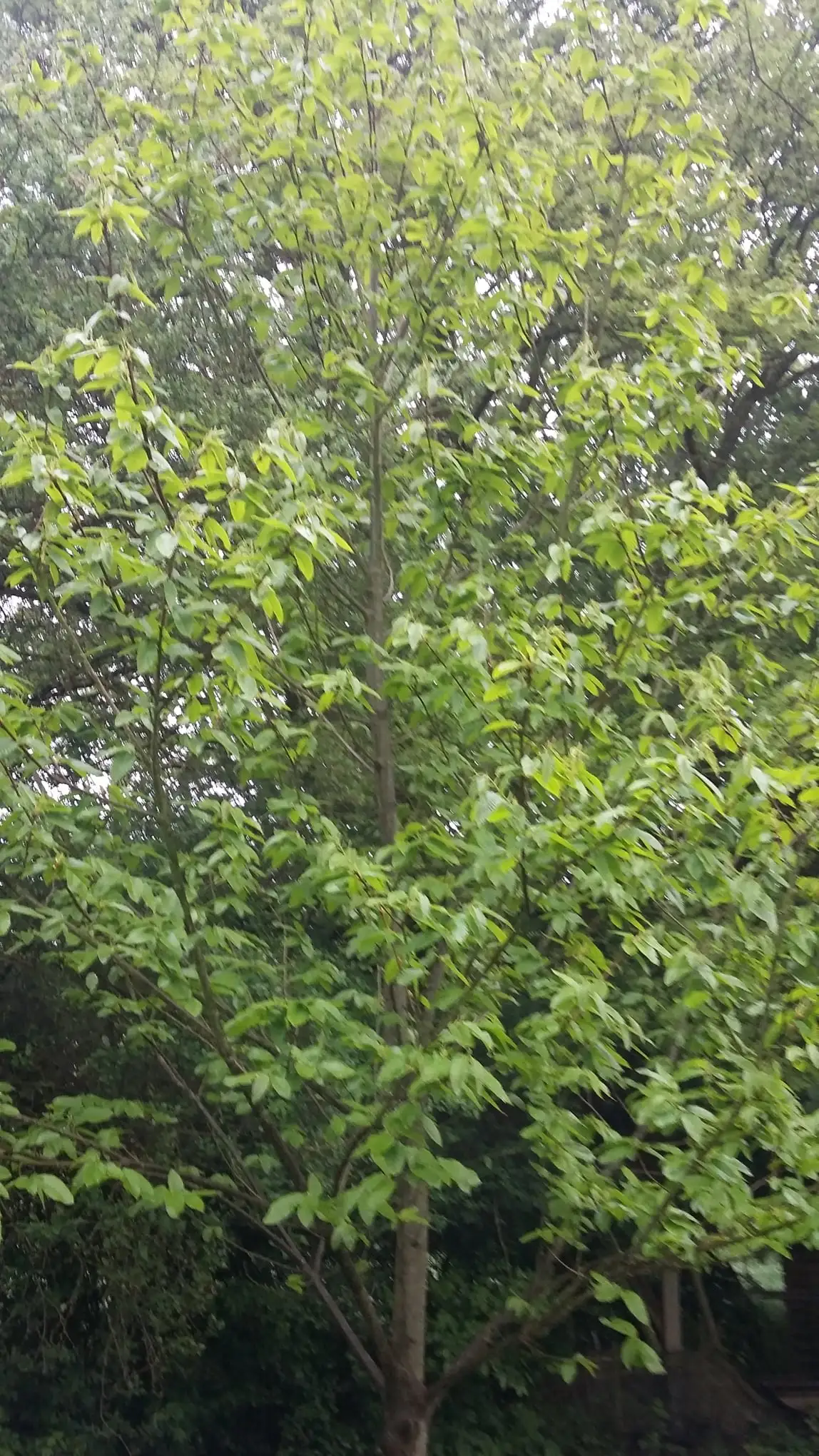 Châtaignier en pleine croissance avec feuillage vert