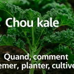 Chou kale au potager, conseils pour savoir quand et comment semer, planter et cultiver pour obtenir des feuilles tendres et savoureuses